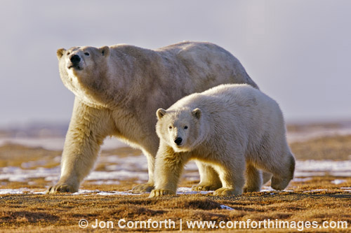 A polar bear cub  and mother walking on Barter Island in Alaska, Arctic National Wildlife Refuge